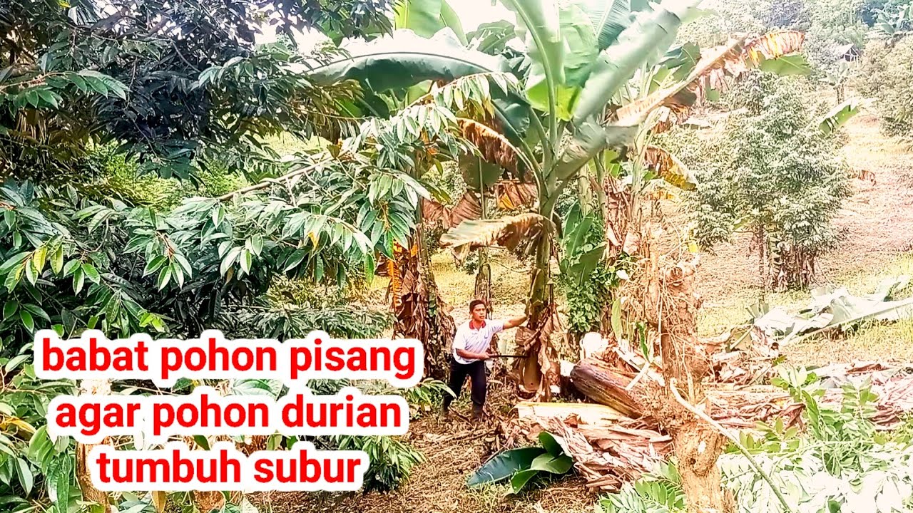 Babat pohon pisang yang mengganggu perkembangan pohon durian