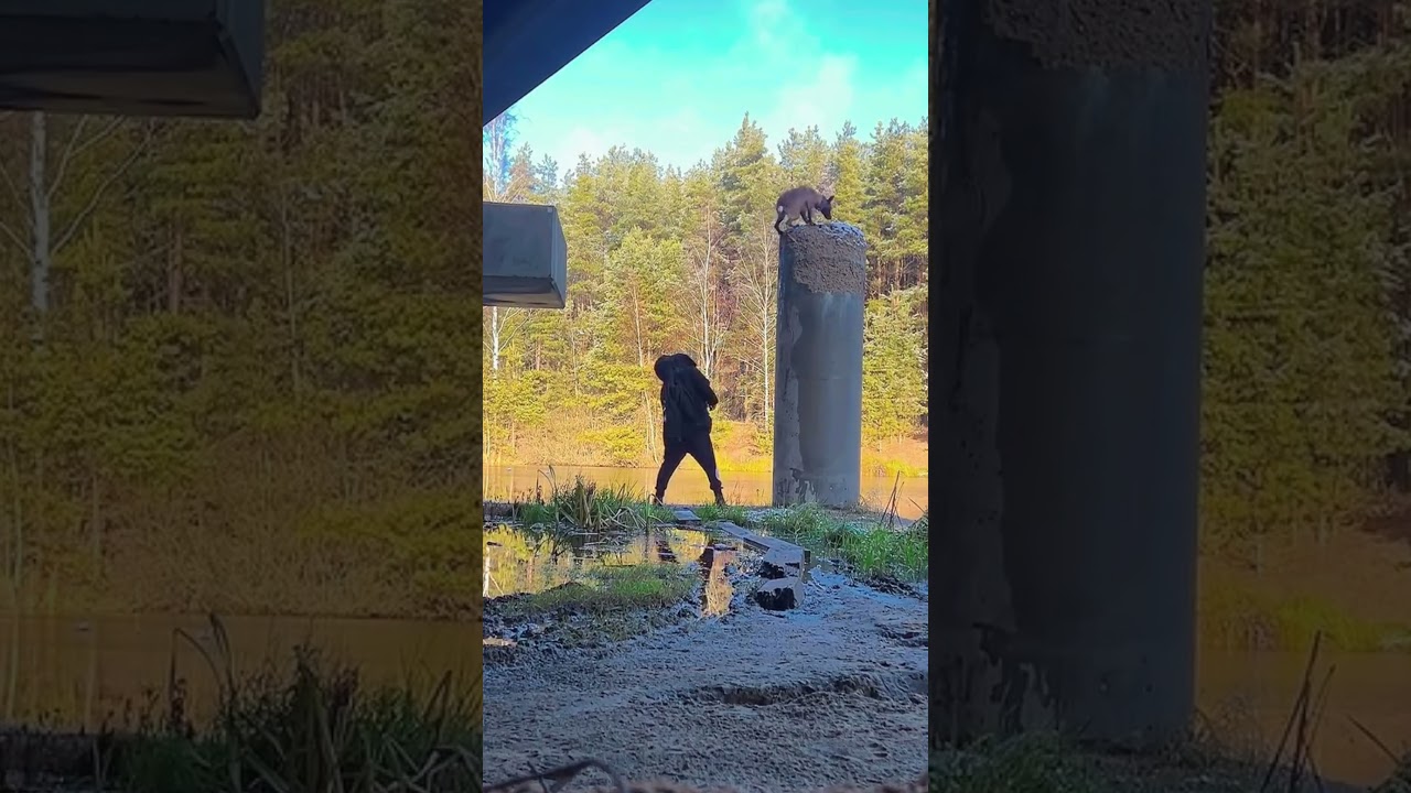 Belgian Malinois Parkour From @gektor_3 📍🇷🇺 #russia#arispedigree