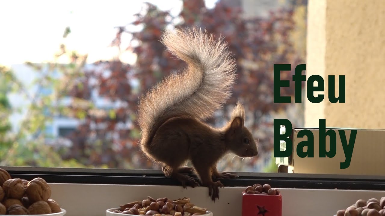 Eichhörnchen Baby: seine wilden Nachbarn im Efeu! Baby squirrel: his wild neighbors in the ivy.