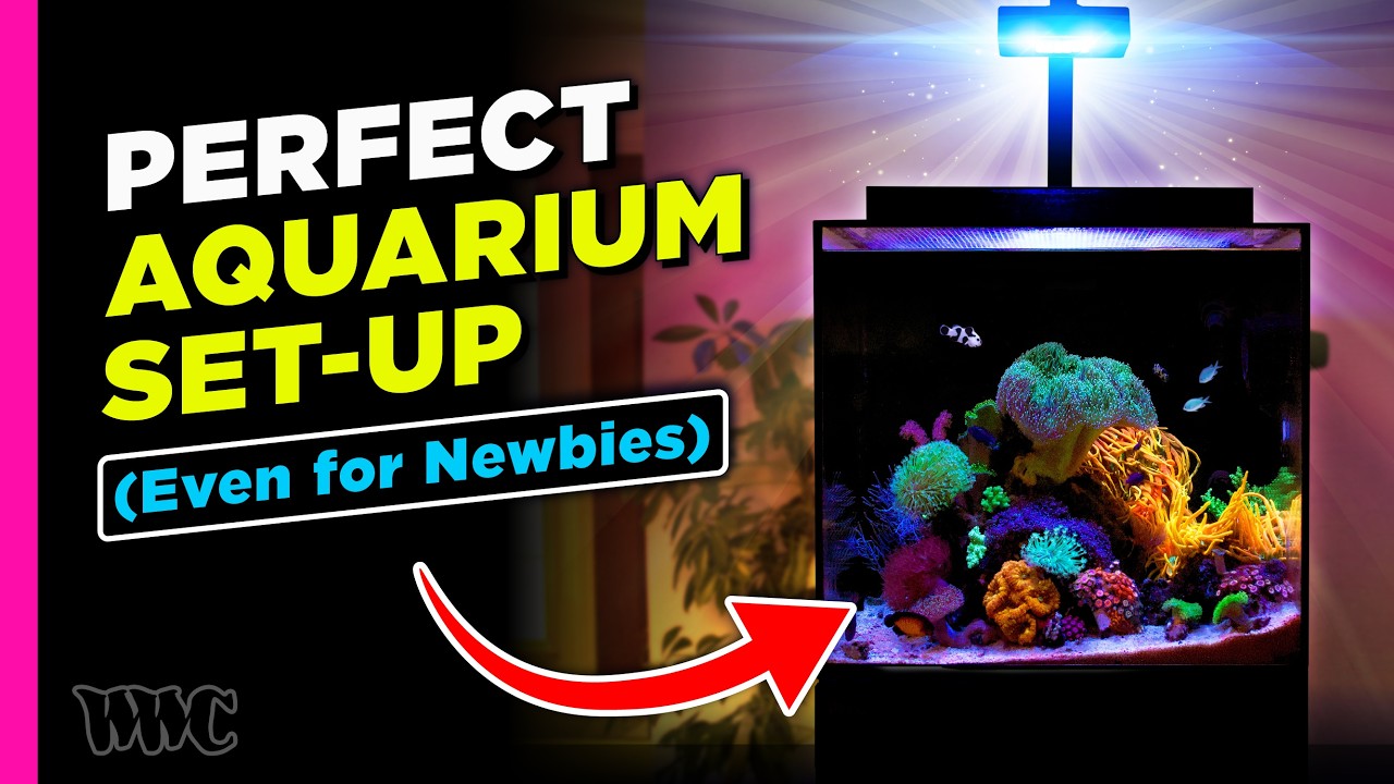 The Perfect Beginner Nano Reef Tank | 40 Gallon Tank