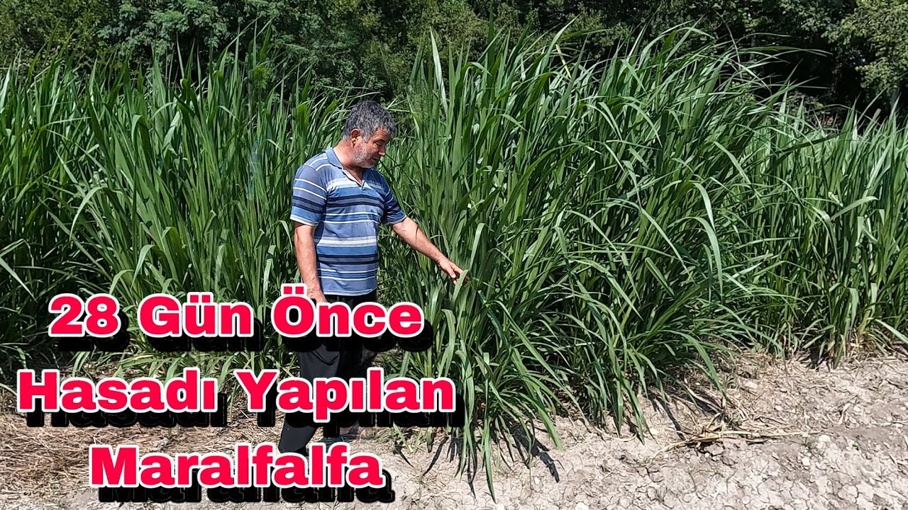 Maralfalfa 28 Gün Sonra Bu Boya Ulaştı / Sizden Gelen Soruları Yanıtladık