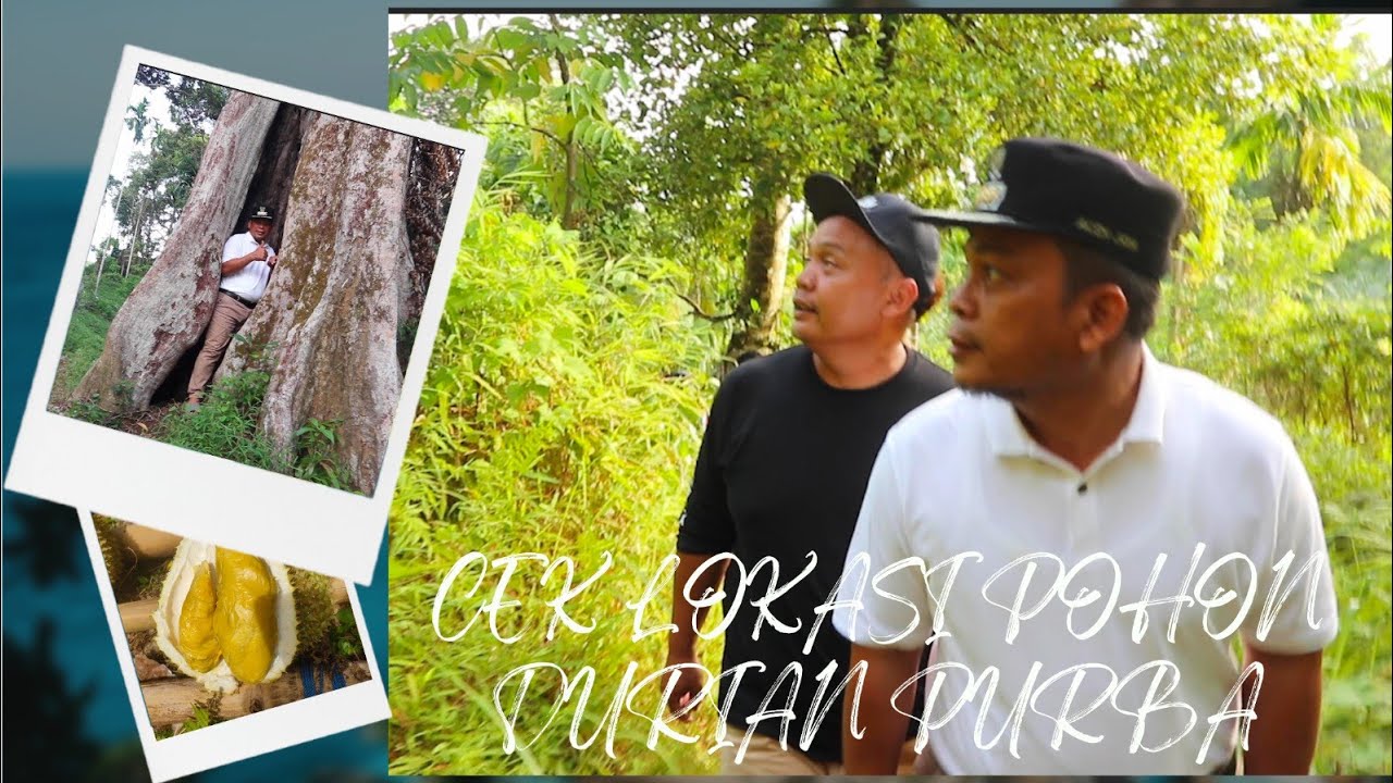 CEK LOKASI POHON DURIAN PURBA