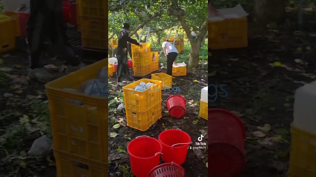 Pear Fruit Harvesting
