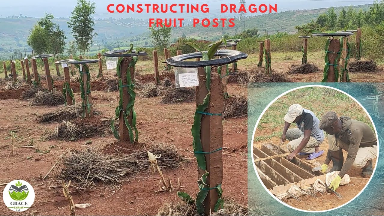 Constructing Dragon Fruit Posts | Dragon Fruit Trellis | Grace Farms Rwanda