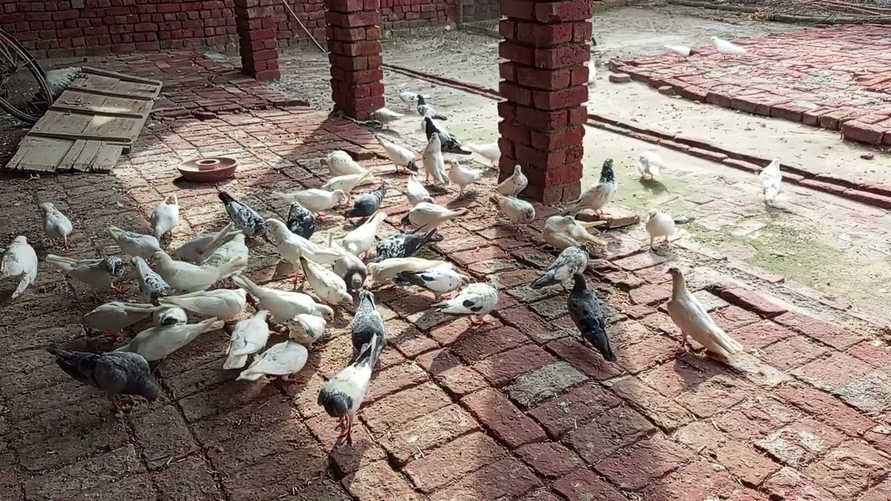 Pigeon 🕊️ farming | beautiful 😍 pigeon's|pigeon cage🕸️ | part 01