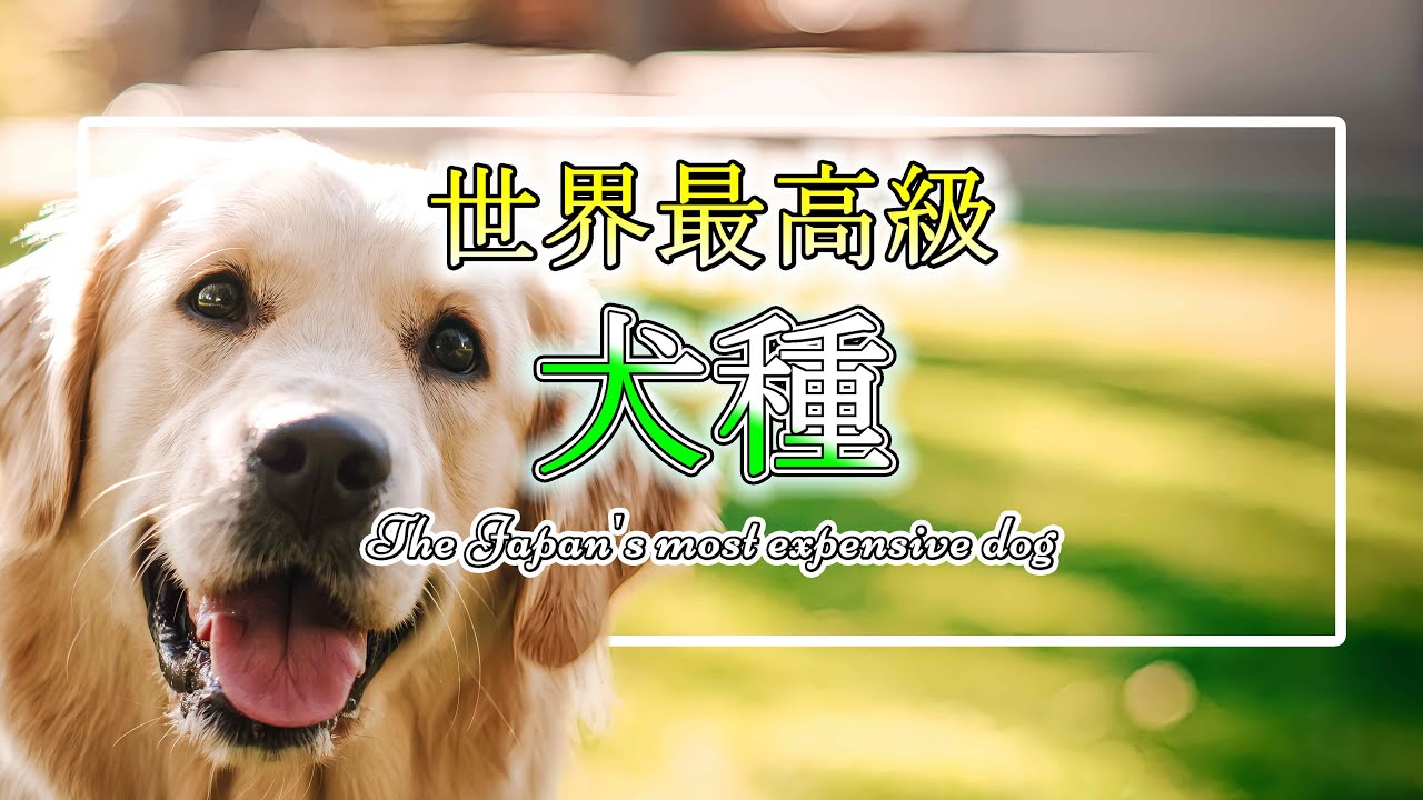 【世界最高級犬種】｜The world's most expensive dog