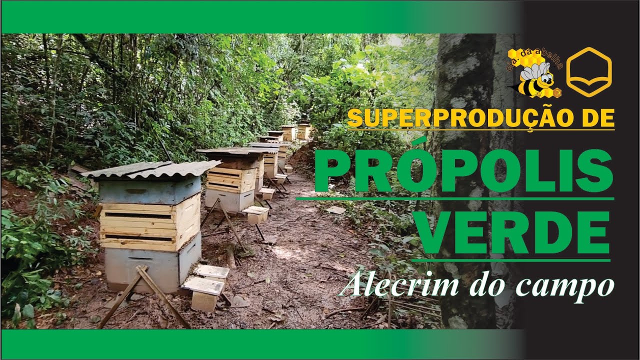 SUPERPRODUÇÃO DE PRÓPOLIS VERDE NO SÍTIO-APIÁRIO TOCA DOS BUACOS COM ARMINDO PAI  - BETIM/MG