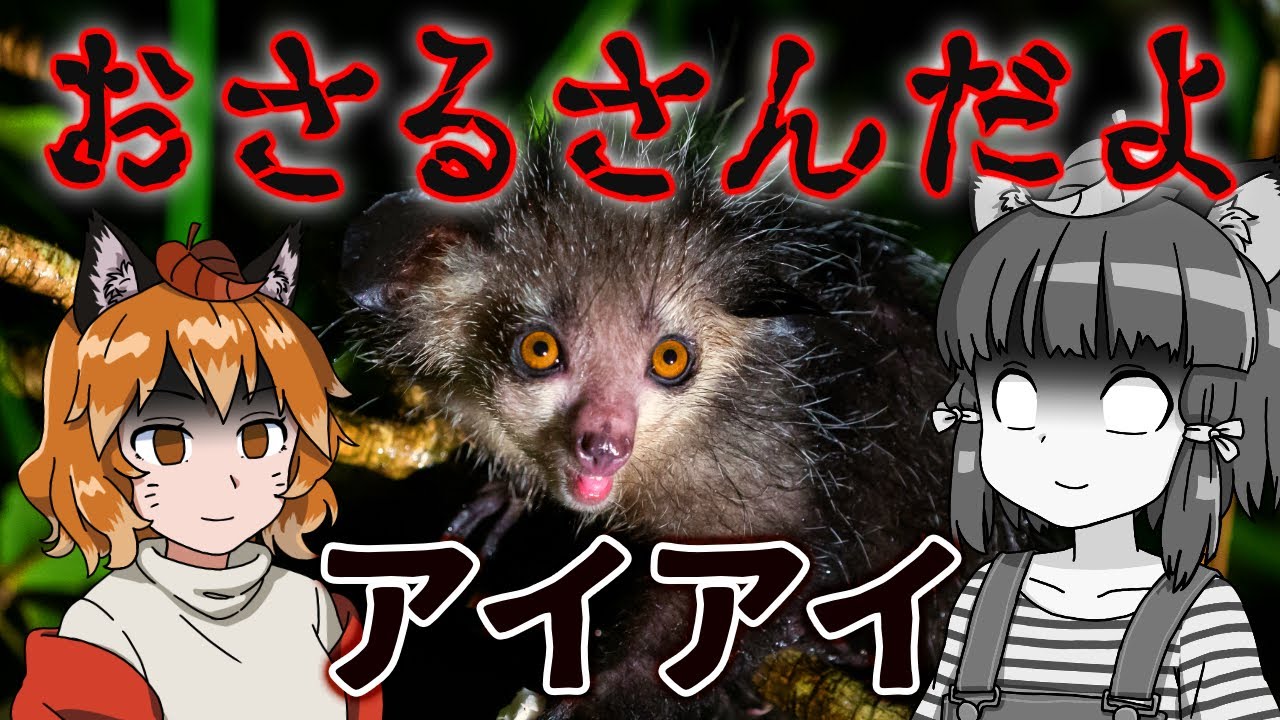 【動揺】悪魔の使い！？実は怖い見た目なアイアイの不遇な歴史【へんないきもの#90】