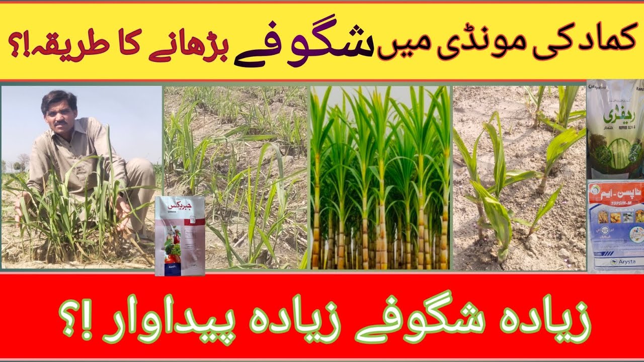 How to Increase Tillers in Ratoon Sugarcane crop||کماد کی مونڈی میں زیادہ شگوفے||Sugarcane