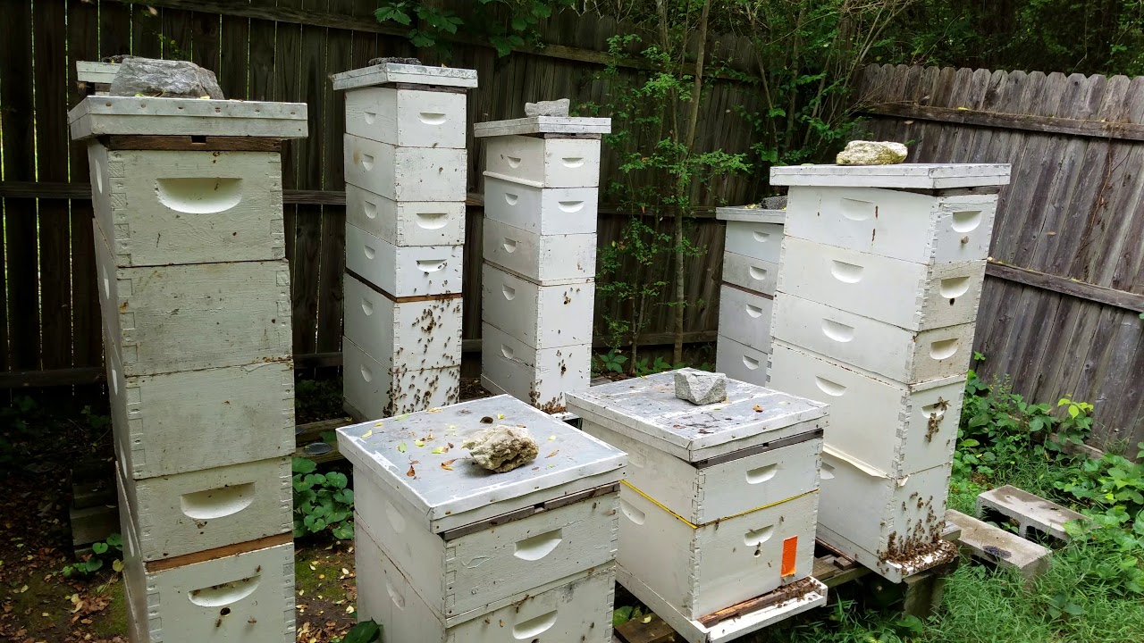 Nuc Hive Beekeeping Part 3 of a year long series