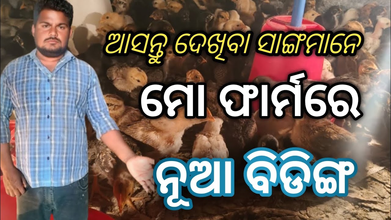 Asantu dekhiba sangamane ll mo farm re nua biding ll my farming video ll..🐤🐥🐣