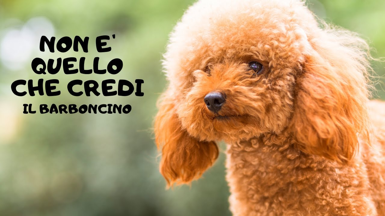 Conosci Il Barboncino