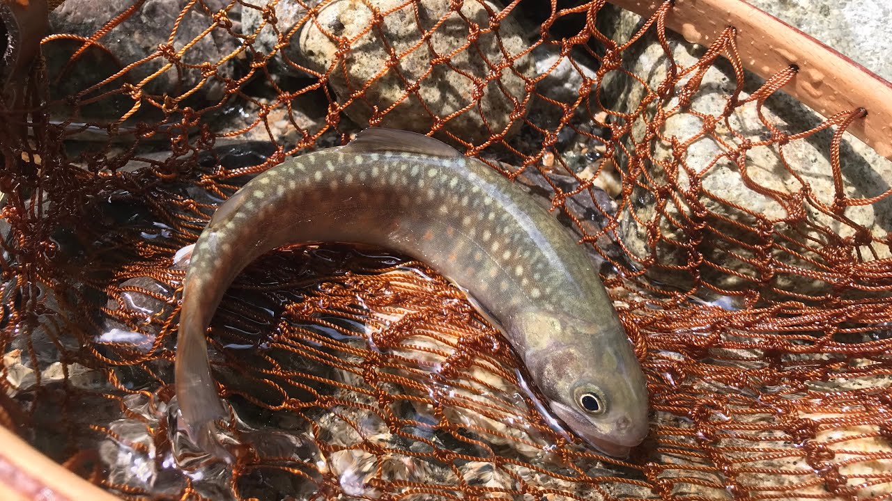 【渓流釣り】綺麗な川で修行釣行 岐阜県 中津川