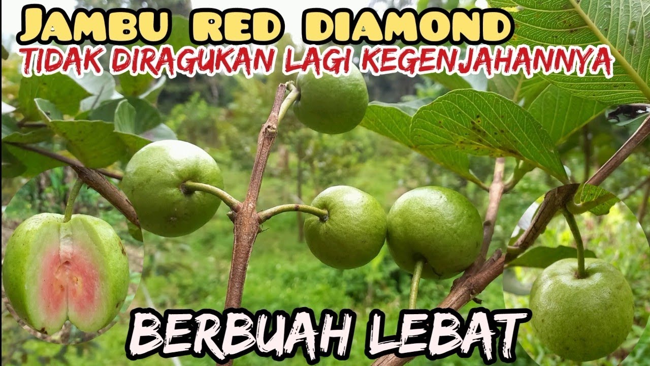 JAMBU RED DIAMOND SANGAT MUDAH BERBUAH