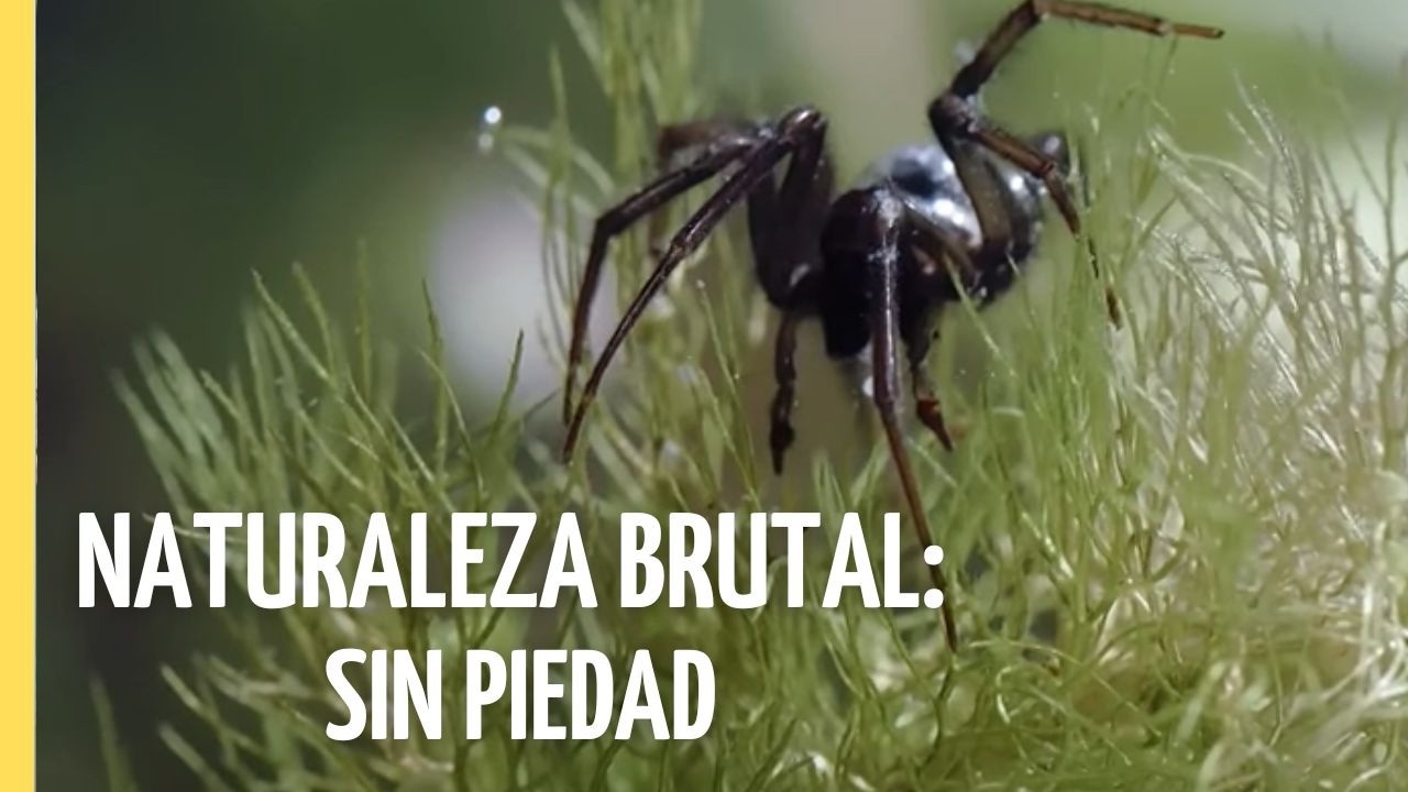 Supervivencia Extrema: Adaptarse o Morir | Episodio Completo