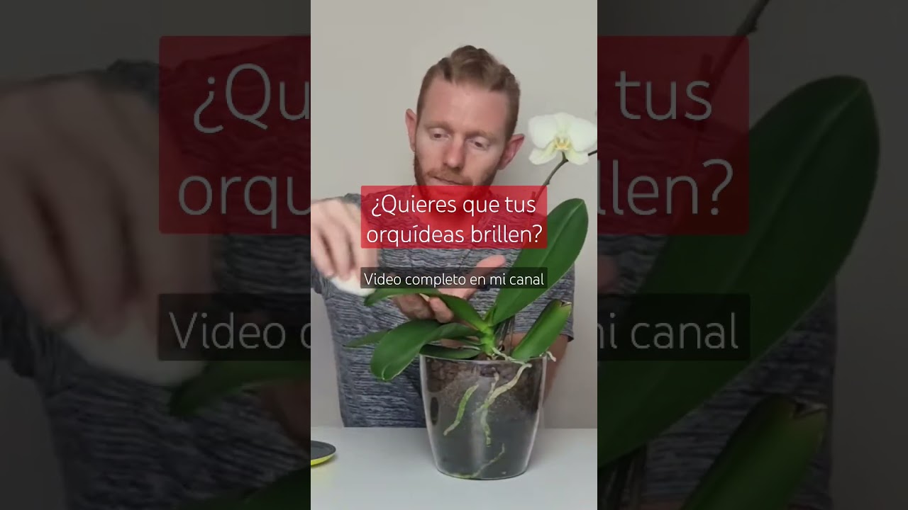 Hojas de Orquideas Brillantes y Limpias