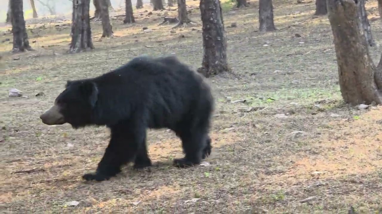 Ranthambore Tiger Reserve Sloth bear #Wildlife #reels #utubevideo #guide #video #photography 