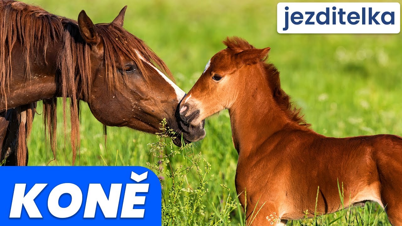 Koně: Učíme se o koních, jejich původu a dalších zajímavostech