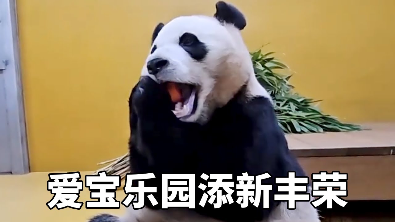 宋爷爷昨天扛着一根大木头去熊猫世界，今天木头就出现了爱宝园区，这必定是添加了新丰荣！#大熊猫睿宝辉宝 #大熊猫爱宝