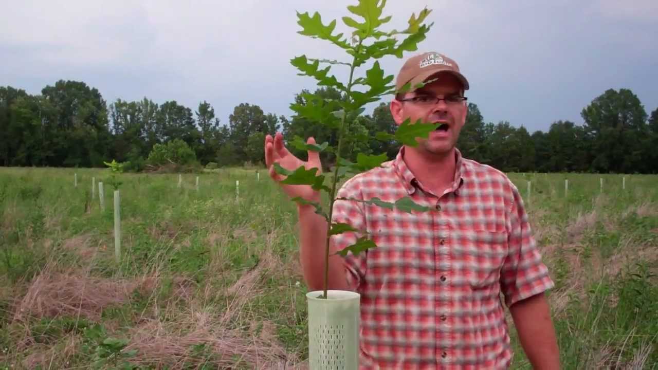 Rapid Mast System in Action- Results from One Growing Season