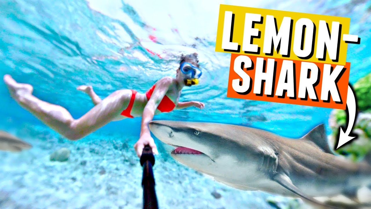 SWIMMING WITH SHARKS in Bora Bora!🦈💦 Black fin and lemon sharks!