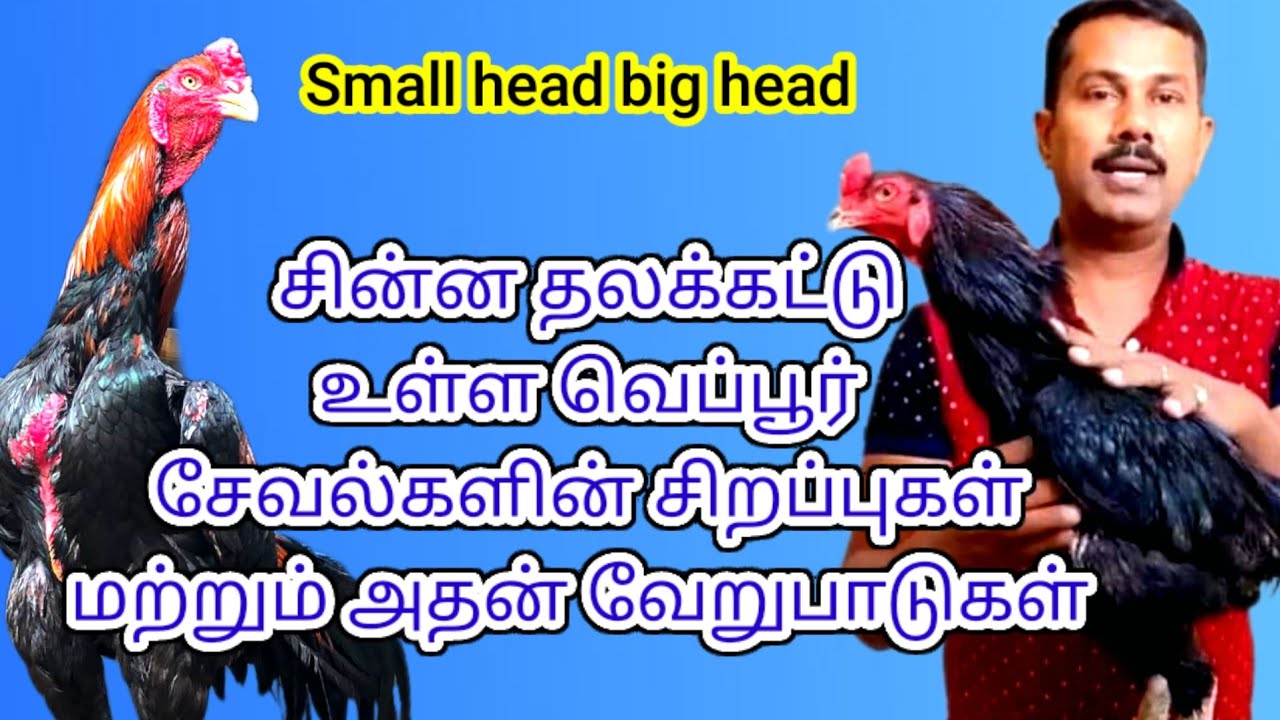 😍சின்னத்தலக்கட்டுள்ள🤔 வெப்பூர் சேவல்களின் சிறப்புகள் மற்றும் அதன் அட்டகாசங்கள் 👌💞