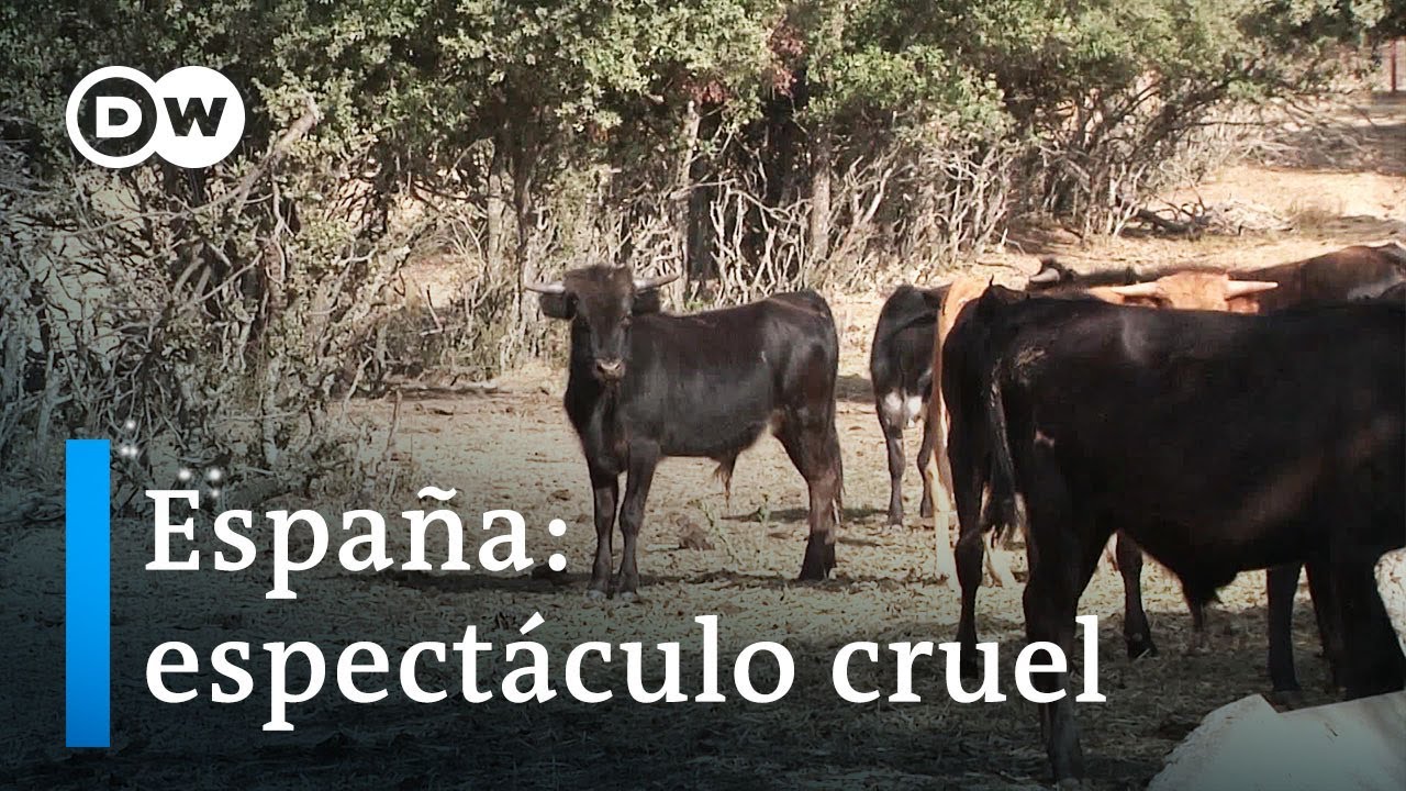 El festejo de las becerradas