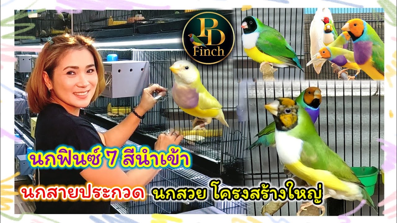 นกฟินซ์เจ็ดสีนำเข้า นกสายประกวด นกสวยๆ โครงสร้างใหญ่ จากบ้าน PD Finch