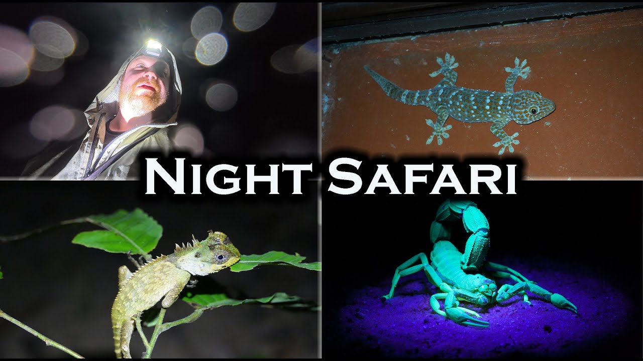 Khao Sok Night Safari!