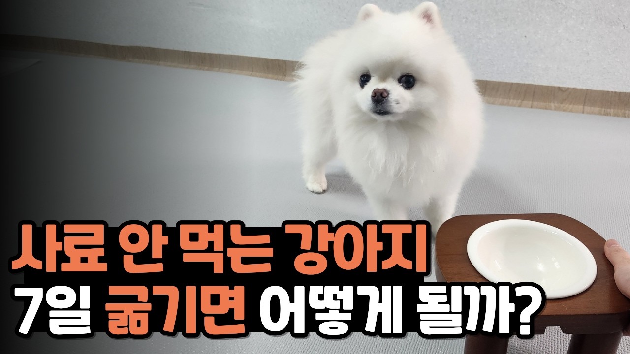 밥 안 먹는 강아지 7일 굶기면 무조건 밥 먹을까?