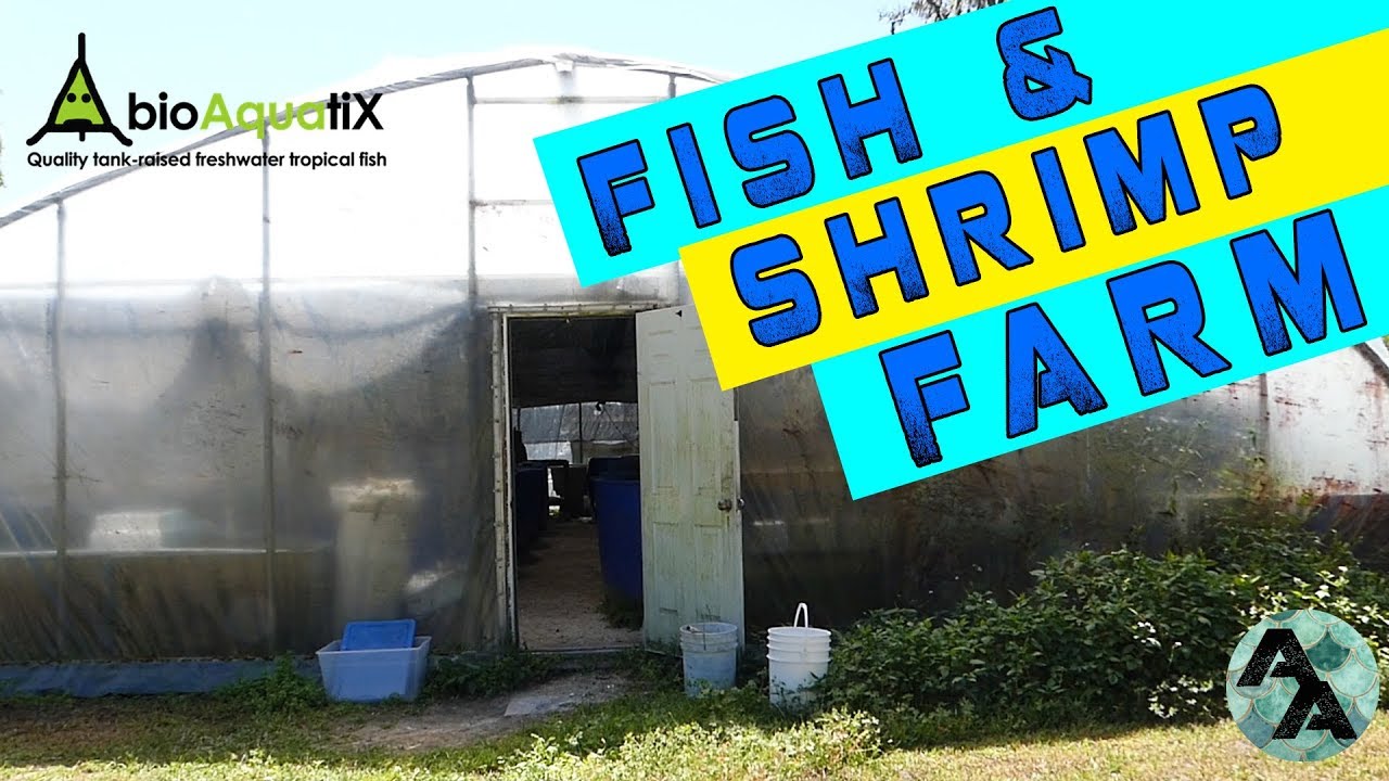 Fish Farm Tour! Bioaquatix in Florida