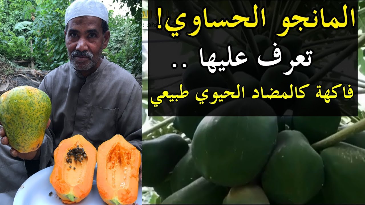 تعرّف على المانجو الحساوي !! فاكهة كالمضاد الحيوي الطبيعي | سناب الاحساء
