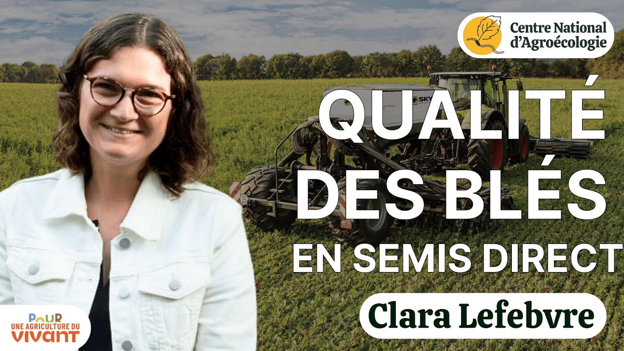 SEMIS DIRECT ET TRAVAIL DU SOL, quel impact sur la qualité nutritive des blés? Clara Lefebvre
