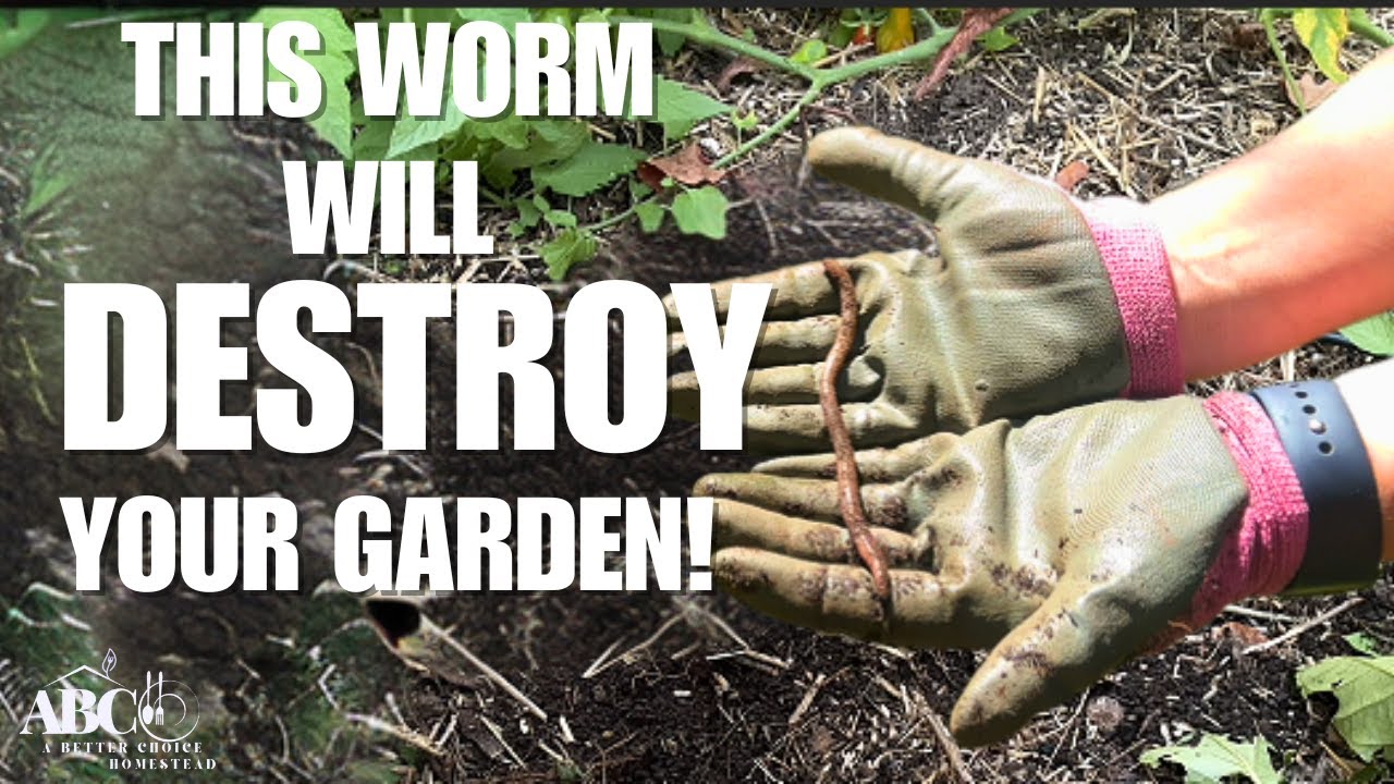 If You See THIS Worm in Your Garden, KILL IT Immediately