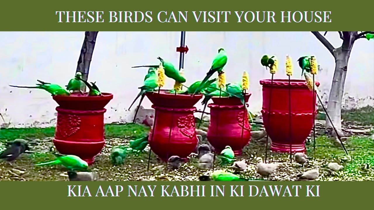 Wild Birds Party at My House |  Jungli Prindoon Ki Dawat | #parrot #birds #cornfood #pets