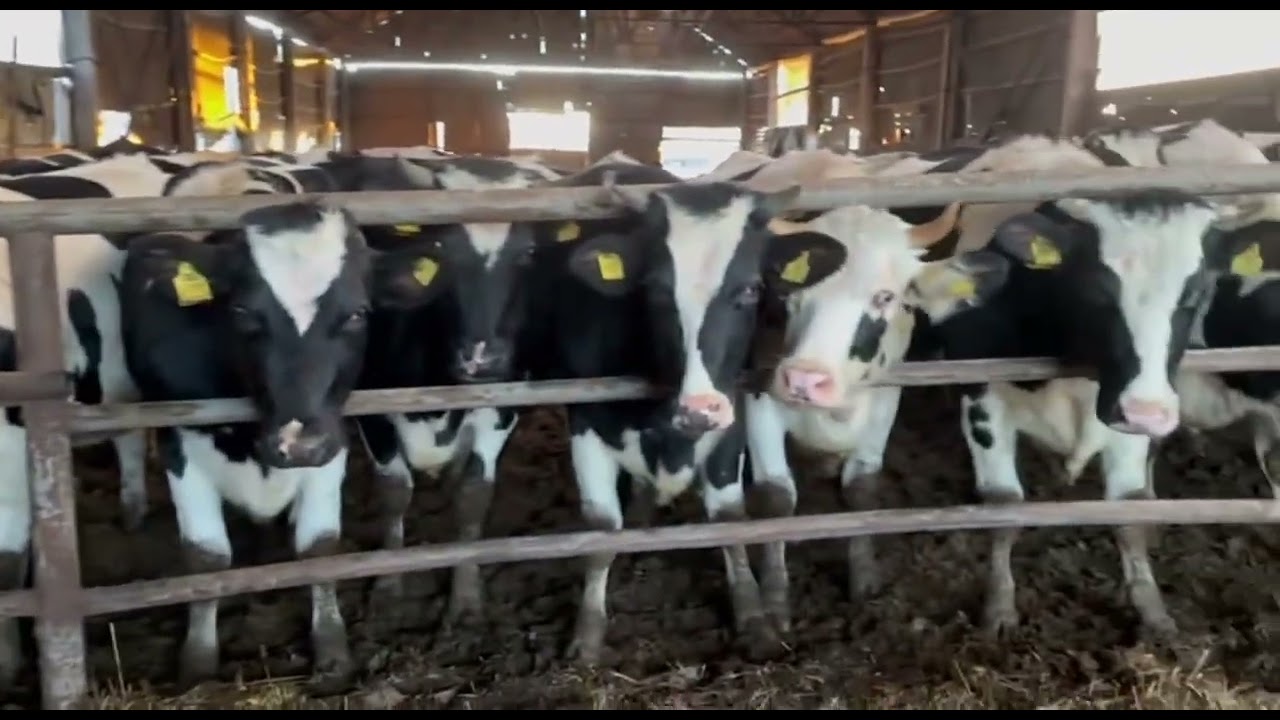 Своя вода - счастливые коровки!🐄 Скважина прямо в коровнике! 