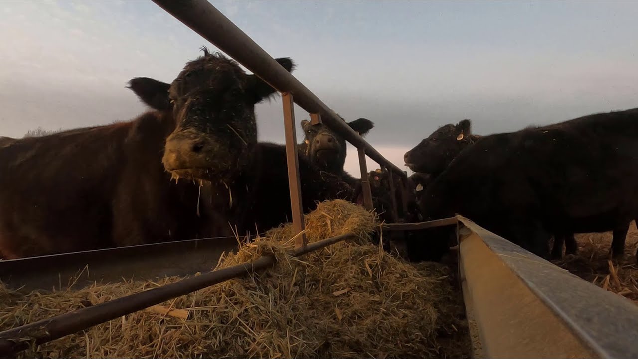 Cow Tip Tuesday Cost Saving Tips