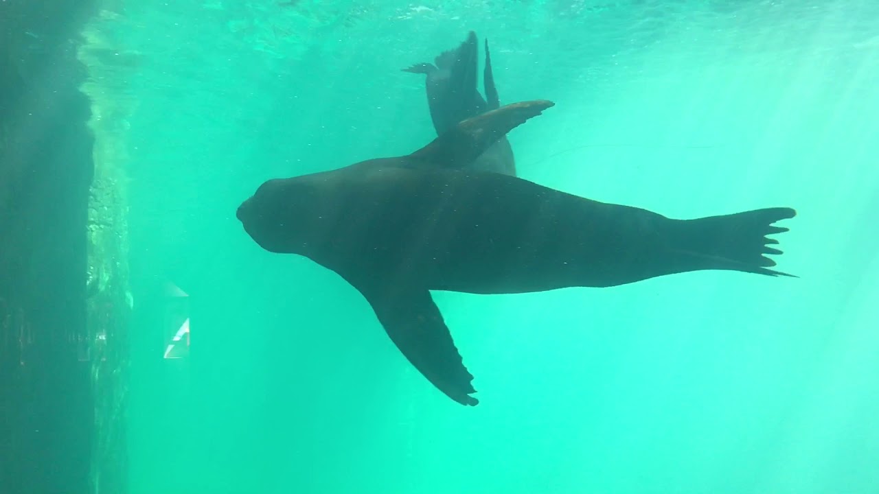 Taronga Zoo - Sydney - 2017 - Adventures at the Zoo