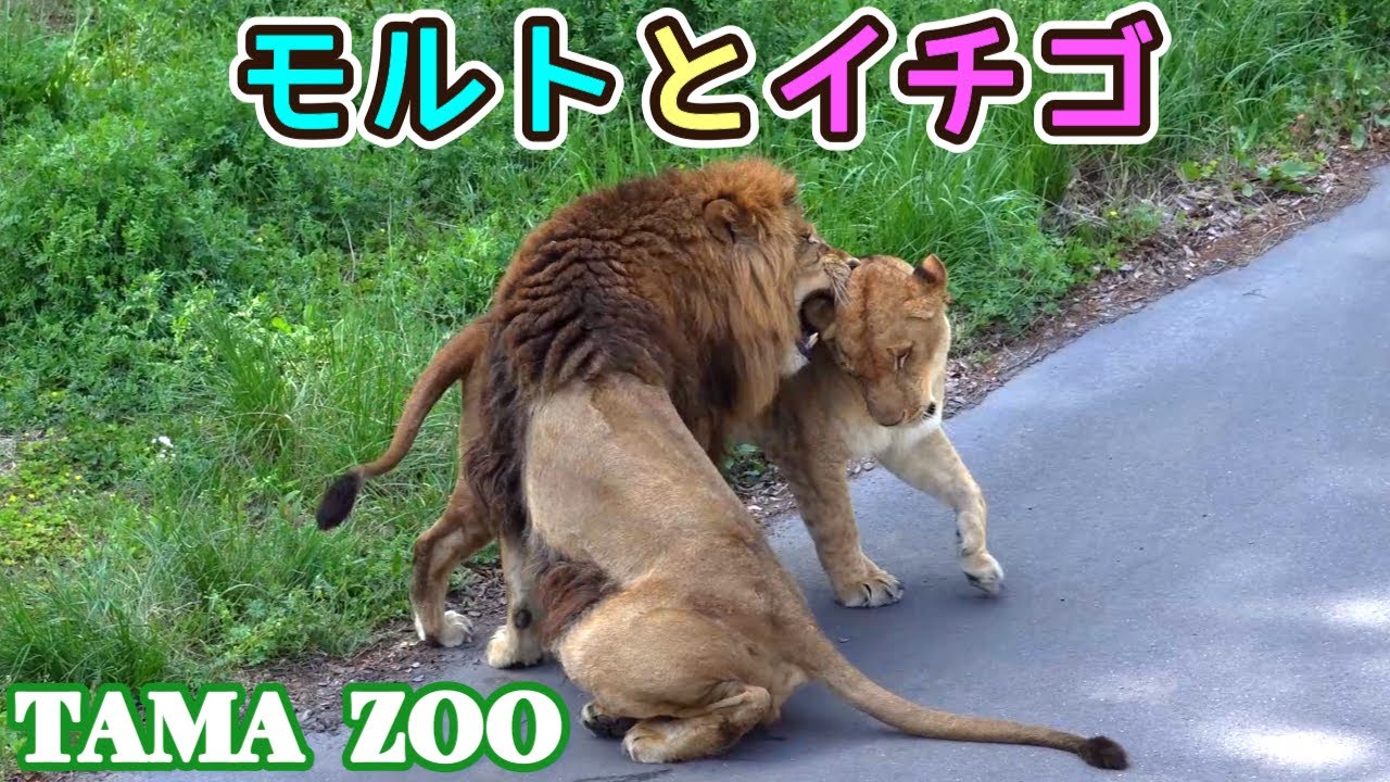 「モルト」と「イチゴ」🦁💗😺　多摩動物公園ライオン園ドキュメンタリー