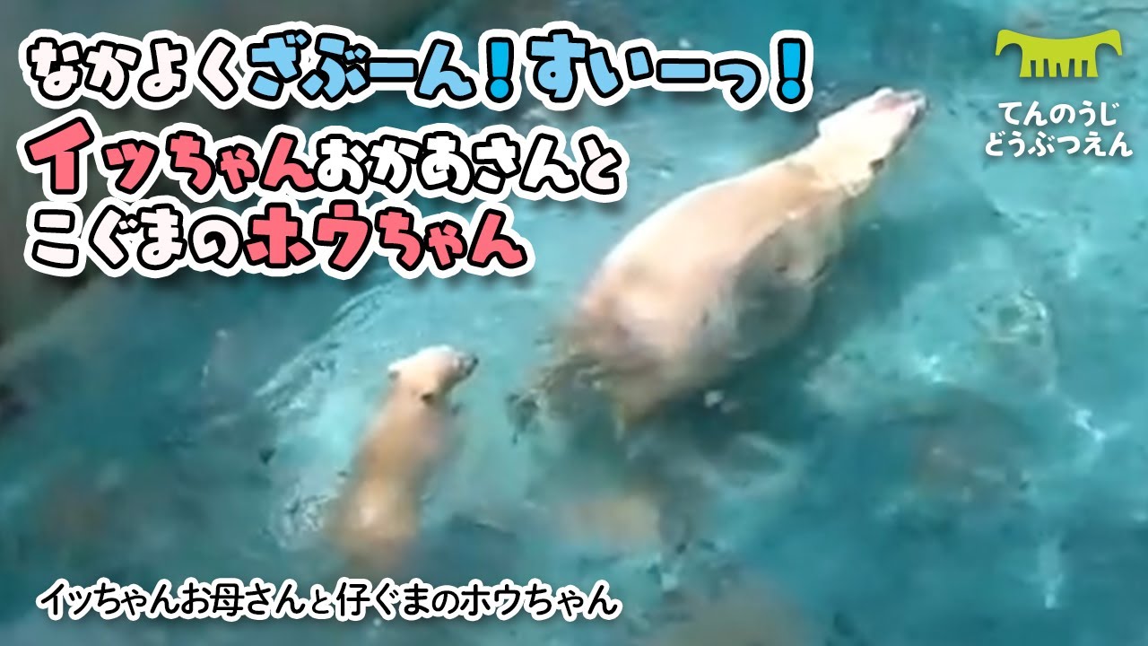 【天王寺動物園】なかよくザブーン！すいーっ！プールでキャッキャ♪イッちゃんお母さんと仔グマのホウちゃん [Tennouji Zoo]  Polar Bear Icchan and Houchan