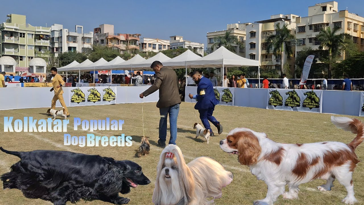 Dog breeds in Kolkata | popular dog breeds in Kolkata | Kolkata dog breeds