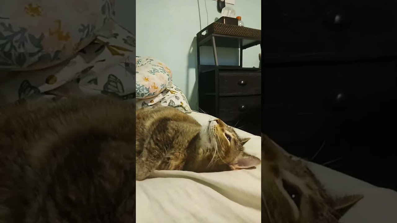 ¡chunchehumor10 está emitiendo en directo!