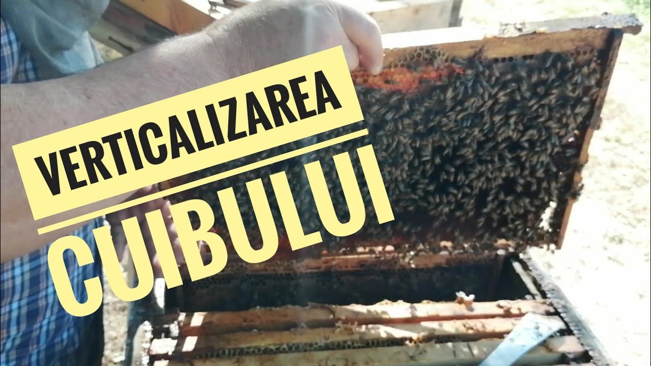 Despre starea familiilor în Gorj