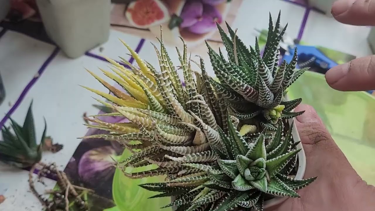 Let's Plant 2022 EP1 - Removing Pups