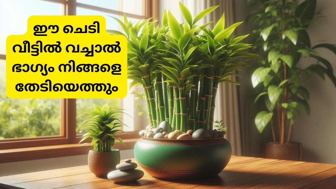 ഈ ചെടി വീട്ടിൽ വച്ചാൽ ഭാഗ്യം നിങ്ങളെ തേടിയെത്തും|luckybamboo#luck#believes