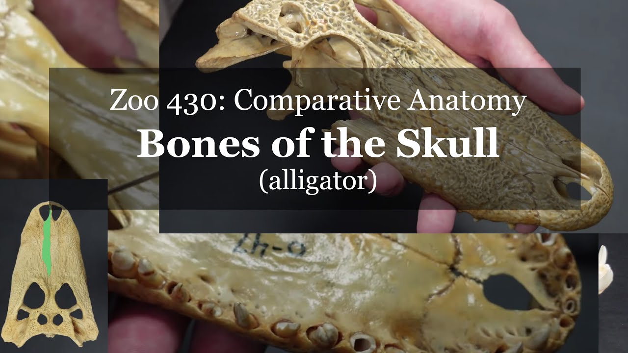 Osteology: Bones of the Skull (alligator)