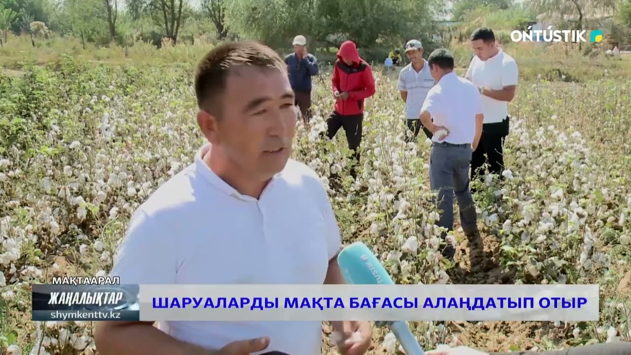 Шаруаларды мақта бағасы алаңдатып отыр