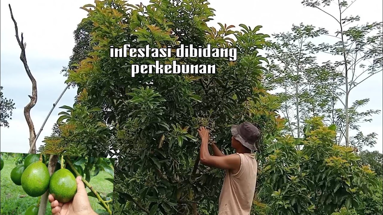 Stop dulu spray Insectisida untuk bunga alpukat yang masih mekar.