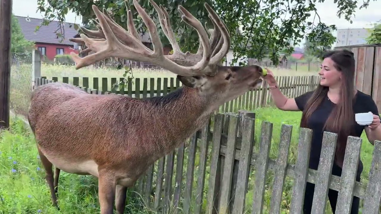 Ранкова кава з оленем Борисом#irysik3076 #deer #animals #олень #оленьборис #оленьборя  #оленьборька