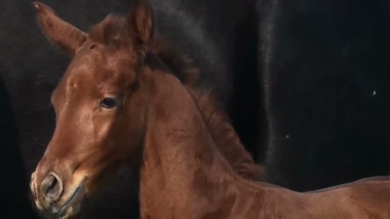 PR Jivaldi 2025 Premium Westphalian colt 